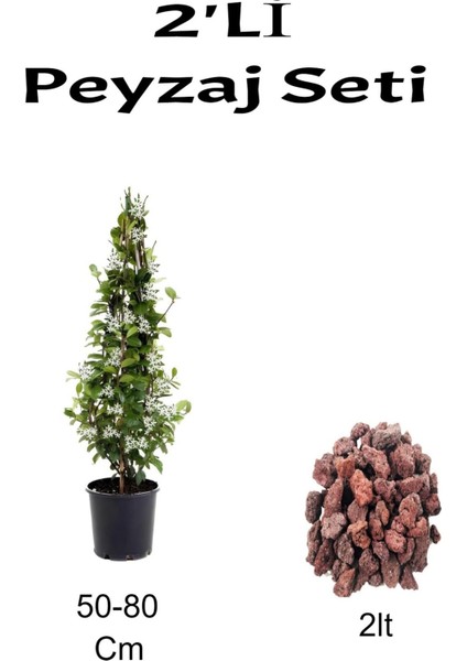 2'li Peyzaj Seti Arapyasemini Çiçeği+ Curf