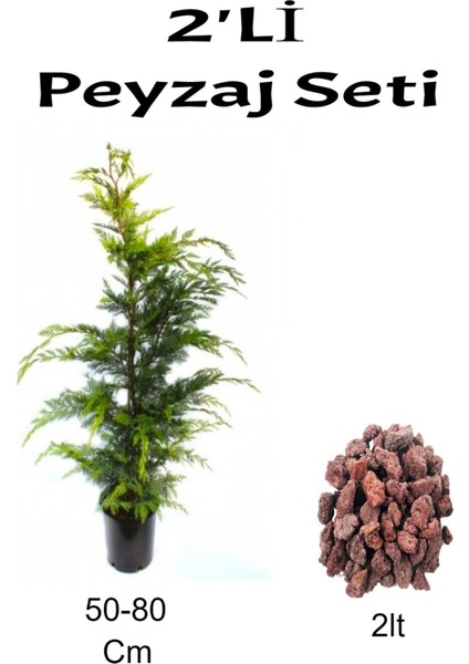 2'li Peyzaj Seti Kokulu Leylandi Fidanı+ Curf