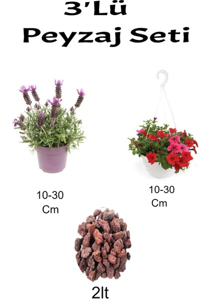 3'lü Peyzaj Seti Lavanta Kırmızı Petunya Çiçeği Curf