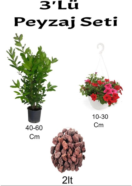 3'lü Peyzaj Seti Dfene Kırmızı Petunya Çiçeği Curf