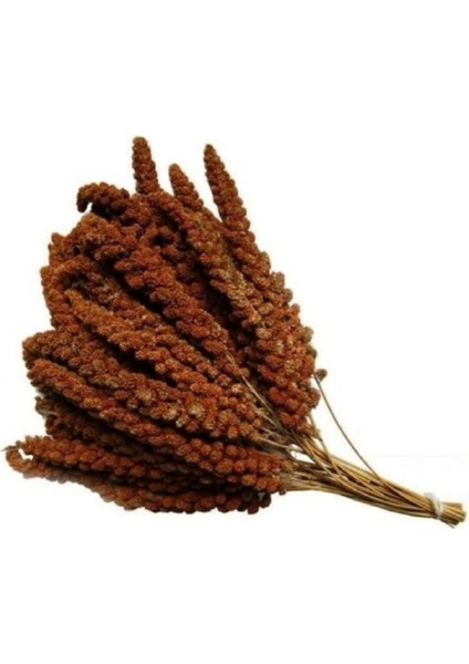 Daldarı Kızıl 5 kg