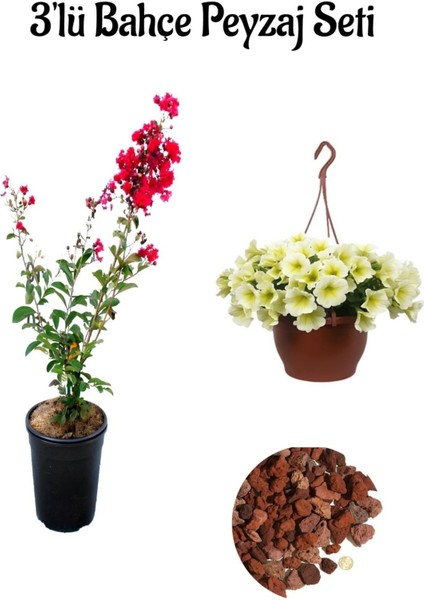 Kırmızı Oya Ağacı (30-60 cm)+Sarı Petunya Çiçeği (20-30 cm)+ 2 Lt Curf Dekoratif Taş 3'lü Peyzaj Seti