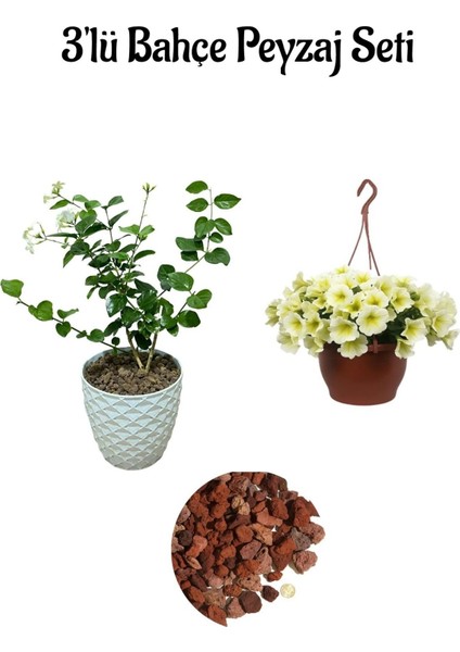 Ful Yasemin (30-60 cm)+Sarı Petunya Çiçeği (20-30 cm)+ 2 Lt Curf Dekoratif Taş 3'lü Peyzaj Seti