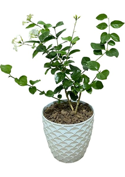 Ful Yasemin (30-60 cm)+Sarı Petunya Çiçeği (20-30 cm)+ 2 Lt Curf Dekoratif Taş 3'lü Peyzaj Seti