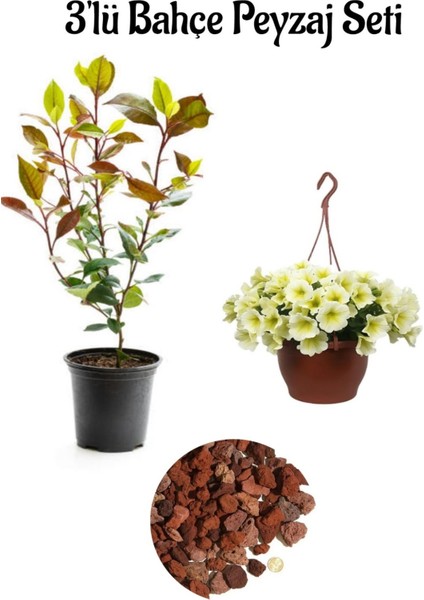 Alev Çalısı (50-70 cm)+Sarı Petunya (20-30 cm)+ 2 Lt Curf Dekoratif Taş 3'lü Peyzaj Seti
