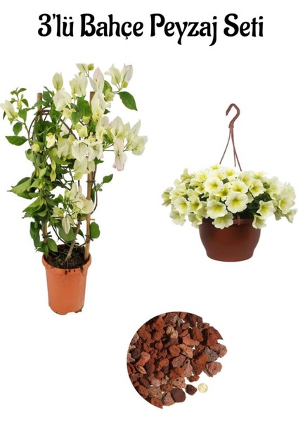 Beyaz Begonvıl (30-60 cm)+Sarı Petunya Çiçeği (20-30 cm)+Curf Dekoratif Taş 2 Lt Peyzaj Seti