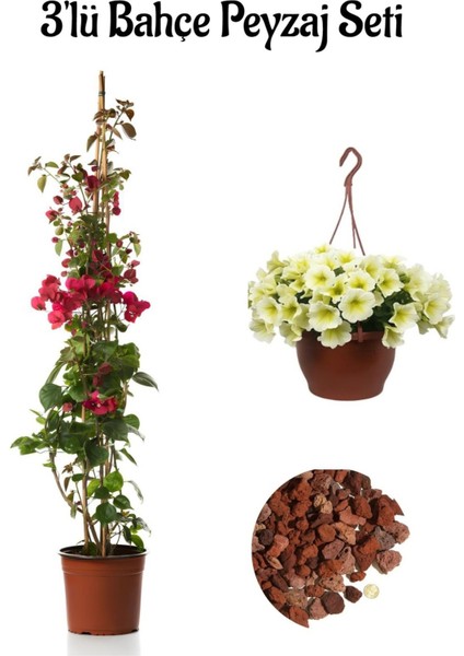 Kırmızı Begonvıl (40-80 cm)+Sarı Petunya Çiçeği (20-30 cm)+ 2 Lt Curf Dekoratif Taş 3'lü Peyzaj Seti