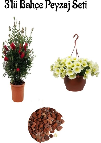 Fırça Çalısı (50-70 cm)+Sarı Petunya (20-30 cm)+ 2 Lt Curf Dekoratif Taş 3'lü Peyzaj Seti