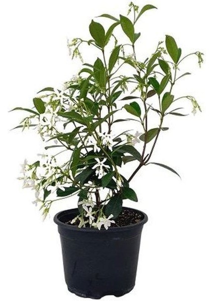 Çin Yasemini (20-40 cm)+Sarı Petunya Çiçeği (20-30 cm)+ 2 Lt Curf Dekoratif Taş 3'lü Peyzaj Seti