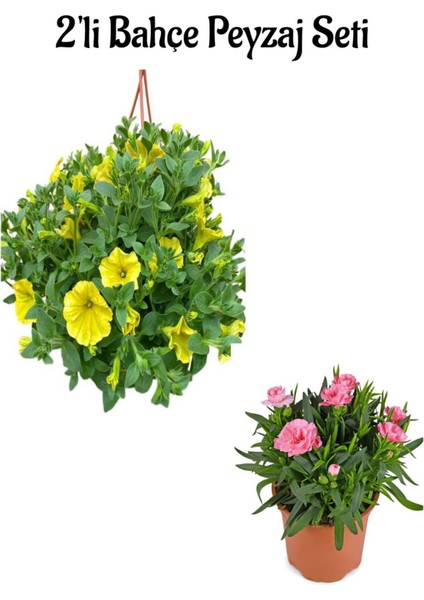 Sarı Renk Petunya Çiçeği (20-30 cm)+Pembe Karanfil (15-25) Cm 2'li Bahçe Peyzaj Seti