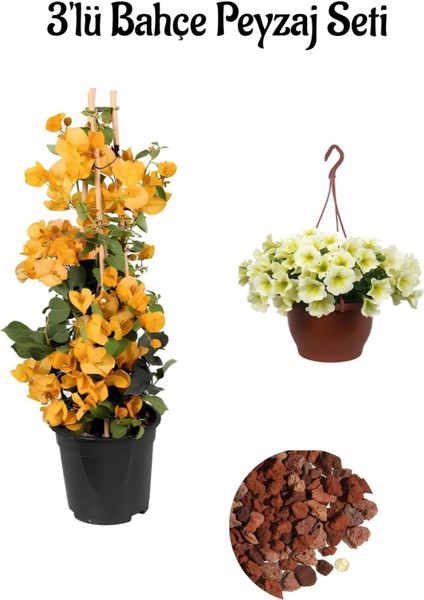 Sarı Begonvıl (30-60 cm)+Sarı Petunya Çiçeği (20-30 cm)+ 2 Lt Curf Dekoratif Taş 3'lü Peyzaj Seti