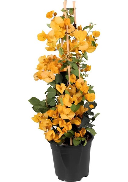 Sarı Begonvıl (30-60 cm)+Sarı Petunya Çiçeği (20-30 cm)+ 2 Lt Curf Dekoratif Taş 3'lü Peyzaj Seti