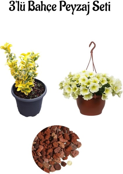 Altuni Taflan (15-30 cm)+Sarı Petunya (20-30 cm)+ 2 Lt Curf Dekoratif Taş 3'lü Peyzaj Seti