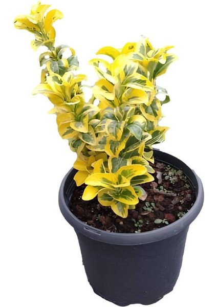 Altuni Taflan (15-30 cm)+Sarı Petunya (20-30 cm)+ 2 Lt Curf Dekoratif Taş 3'lü Peyzaj Seti