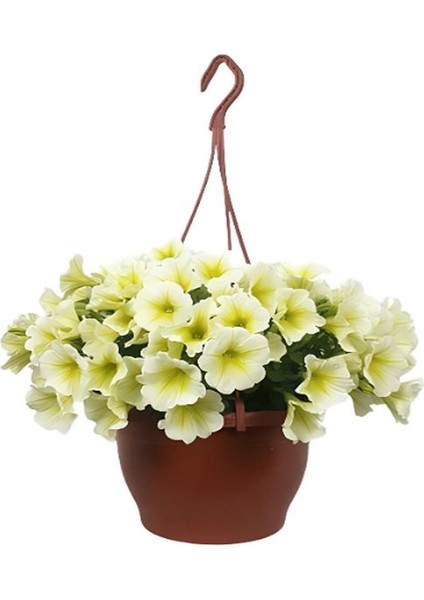 Altuni Taflan (15-30 cm)+Sarı Petunya (20-30 cm)+ 2 Lt Curf Dekoratif Taş 3'lü Peyzaj Seti
