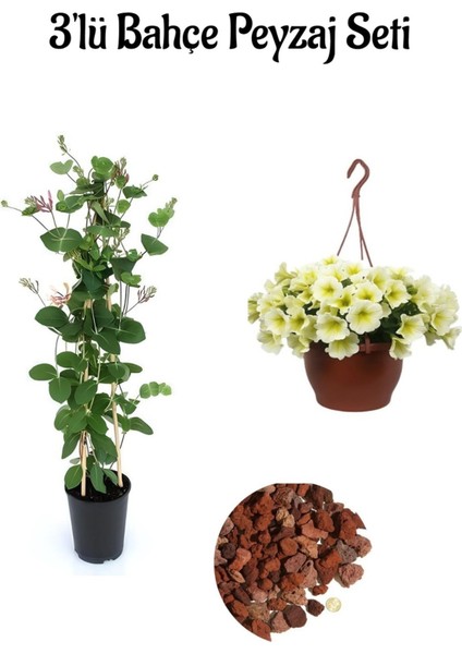 Hanımeli Çiçeği FIidanı (40-60 cm)+Sarı Petunya (20-30 cm)+ 2 Lt Curf Dekoratif Taş 3'lü Peyzaj Seti