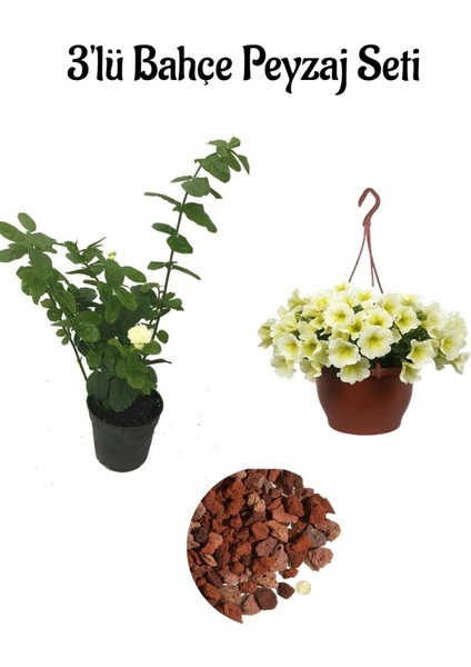 Katmerli Ful Yasemin (30-60 cm)+Sarı Petunya (20-30 cm)+ 2 Lt Curf Dekoratif Taş 3'lü Peyzaj Seti
