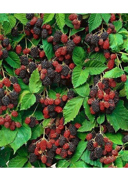 Böğürtlen Fidanı - Yaban Mersini Fidanı 2'li Fidan Bahçe Seti Meyve Fidanı Seti fiyatları