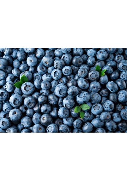 Yaban Mersini Meyve Fidanı[ Vaccinium Myrtillus] 2 Adet