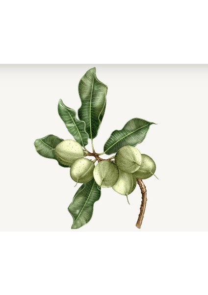 Loccıtane Shea Butter Hand Cream - Shea El Kremi 150ml fırsatları