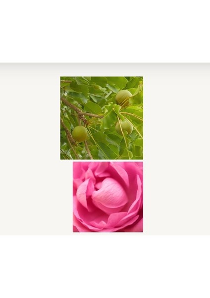 Loccıtane Rose Hand Cream - Gül El Kremi 150ml