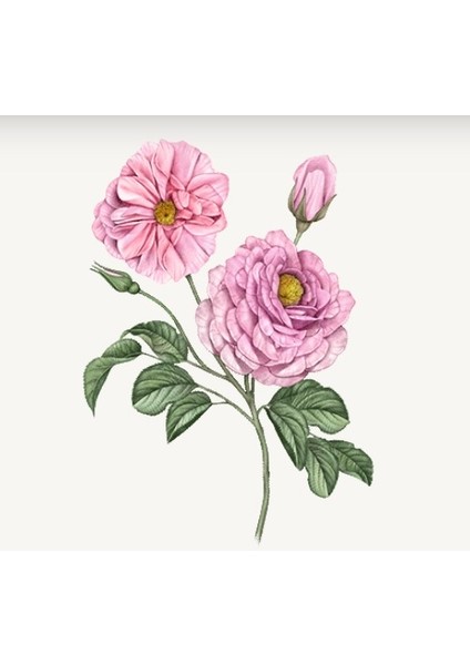 Loccıtane Rose Hand Cream - Gül El Kremi 150ml