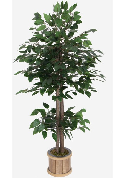 Benjamin Ağacı 120 cm Extra Yoğun Yaprak (Ahşap Saksılı)