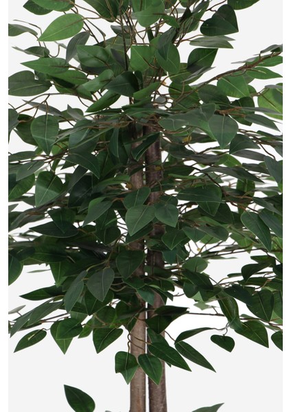 Benjamin Ağacı 120 cm Extra Yoğun Yaprak (Ahşap Saksılı)