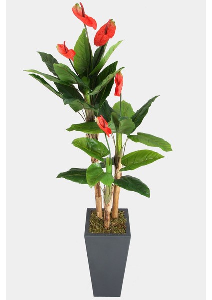 Antrasit Ahşap Saksıda Yapay Antoryum Çiçeği 210 cm