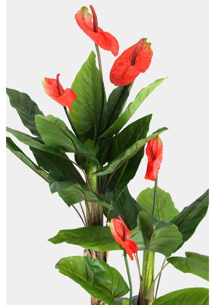 Antrasit Ahşap Saksıda Yapay Antoryum Çiçeği 210 cm fırsatları