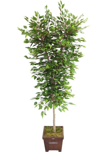 Yapay Ağaç Tek Gövdeli 2 Budaklı Benjamin Ağacı 180CM