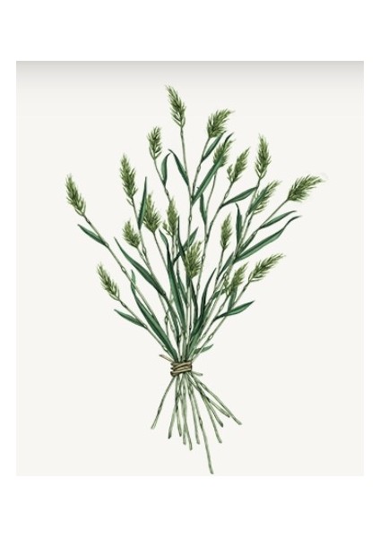 e Herbae Iris Pallida - Herbae Iris Duş Jeli 250 ml
