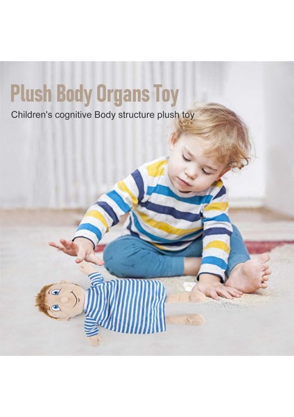 Çocuklar Monte Peluş Vücut Organları Oyuncak Insan Vücudu Anatomisi Peluş Bebek Bilim Öğretim Yardımcıları Aracı Eğitici Oyuncaklar (Yurt Dışından)