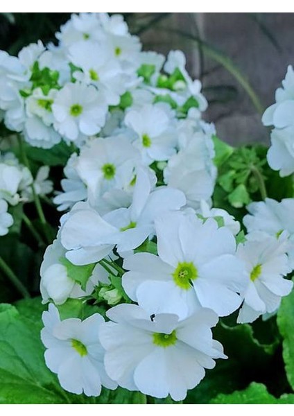 Videolu Saksılı Beyaz Onbir Ay Çiçeği (10 25CM)1 Adet Saksılı Dekoratif Bitki Primula Obcania