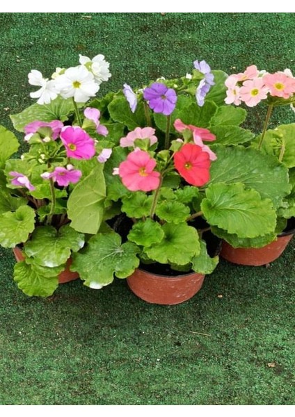 Videolu Saksılı Beyaz Onbir Ay Çiçeği (10 25CM)1 Adet Saksılı Dekoratif Bitki Primula Obcania
