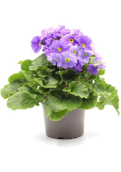Videolu Mor Onbir Ay Çiçeği Fidanı 25-35 Tüplü Çiçekli Bodur Bitkiler Purple Primula Obcania