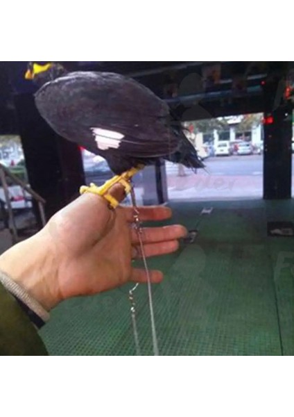 No.8 Tarzı Varış Papağan Paslanmaz Çelik Ayak Halka Zinciri Lovebird Cockatiel Parakeet Kuş Standı Halhal Dropship Için Açılış Etkinlik Halkası (Yurt Dışından) fırsatları