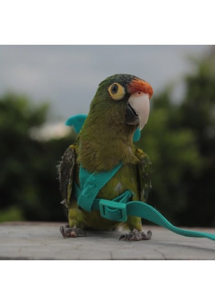 Yeşil Stil No.4 Boyutu Küçük Orta Kuşlar Için Pet Papağan Koşum Açık Elastikiyet Uçan Tasma Papağan Budgie Lovebird Güvercinler Aksesuarları Açar (Yurt Dışından) fiyatları