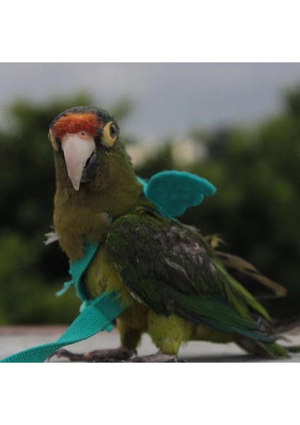 Yeşil Stil No.4 Boyutu Küçük Orta Kuşlar Için Pet Papağan Koşum Açık Elastikiyet Uçan Tasma Papağan Budgie Lovebird Güvercinler Aksesuarları Açar (Yurt Dışından) modelleri