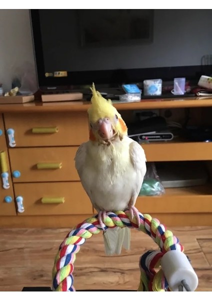 Kırmızı Stil Yeni 160 cm Uzun Papağan Kuş Oyuncaklar Pet Kuş Papağan Ayakta Halat Kuş Kafesi Dekorasyon Tırmanma Oyuncak Papağan Kuş Kafesi Oyuncaklar Halat Çan (Yurt Dışından) indirimleri