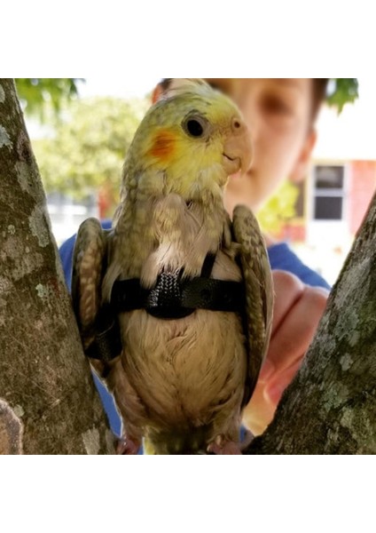 Siyah Stil S Beden Siyah Kırmızı Sarı Açık Eğitim Kurşun Tasma Kuş Papağan Kuş Tasma Papağan Ücretsiz Fly Için Ayarlanabilir Harne (Yurt Dışından) fiyatları