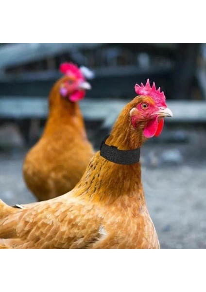 C Stili 2 Adet Hiçbir Karga Horoz Yaka Tavuk Ördek Yaka Anti-Kanca Gürültü Ücretsiz Gerdanlık Yaka Malzemeleri Ev Pet Kümes Hayvanları Eğitim Yaka (Yurt Dışından) modelleri