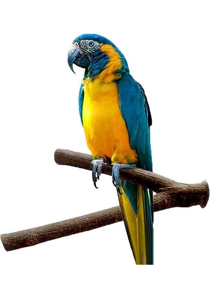 Papağan Kuş Ayakta Sopa Ahşap Kutup Kuş Papağanı Parakeet Tünemişler Bite Pençe Taşlama Oyuncak Kuş Kafesi Aksesuarları Pet Oyuncaklar (Yurt Dışından)