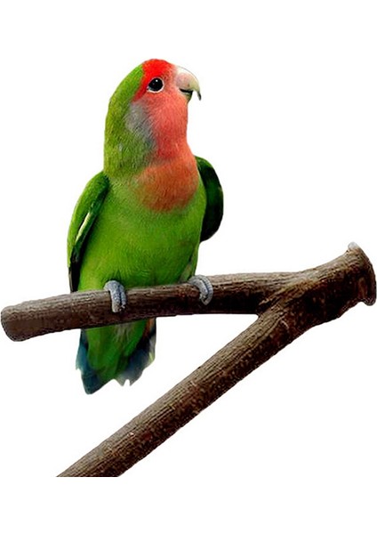 Papağan Kuş Ayakta Sopa Ahşap Kutup Kuş Papağanı Parakeet Tünemişler Bite Pençe Taşlama Oyuncak Kuş Kafesi Aksesuarları Pet Oyuncaklar (Yurt Dışından)