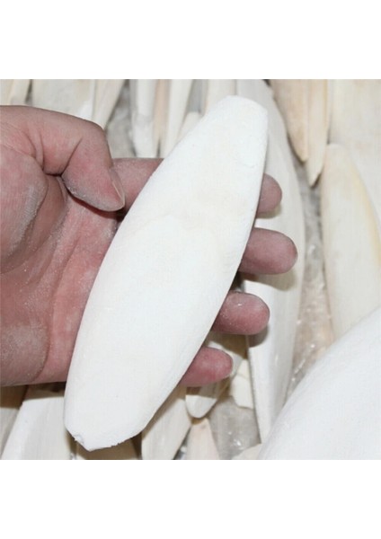 12-15CM 2 Adet Tarzı Uttle Fish Mürekkep Balığı Kemik Evcil Hayvan Muhabbet Kuşları Sürüngenler Kaplumbağa Yemi (Yurt Dışından) fiyatları
