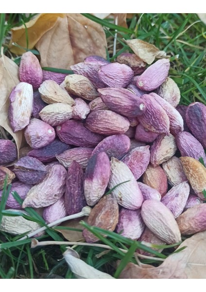 Ağaçaltı (Kuru Fıstık) Antep Fıstığı