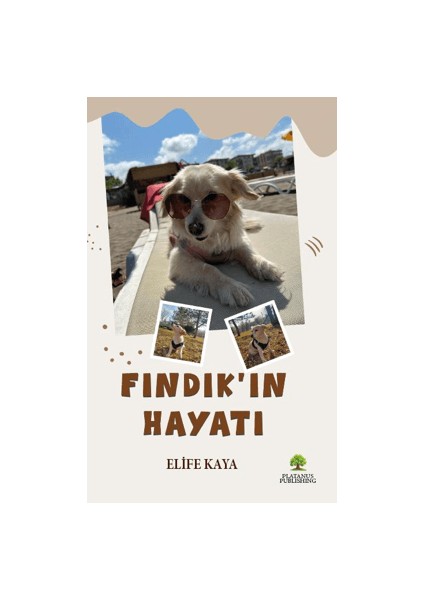 Fındık’ın Hayatı