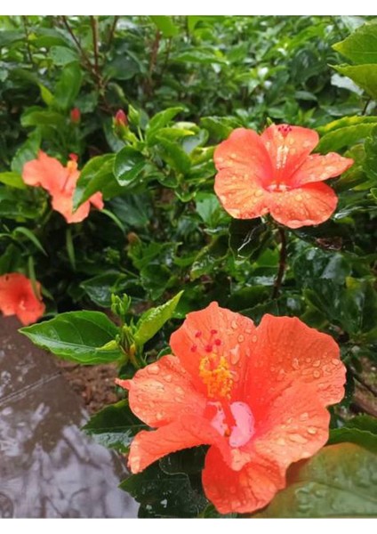 Turuncu Renkli Japon Gülü (20-30 cm) 1 Adet Saksılı / Tüplü Dış Mekan Bitkisi