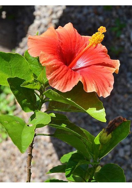 Turuncu Renkli Japon Gülü (20-30 cm) 1 Adet Saksılı / Tüplü Dış Mekan Bitkisi fiyatları