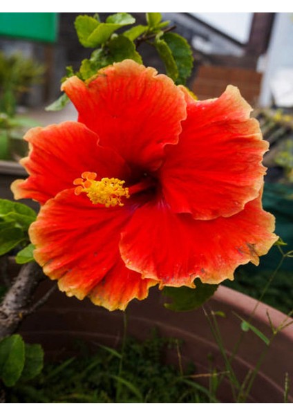 Turuncu Renkli Japon Gülü (20-30 cm) 1 Adet Saksılı / Tüplü Dış Mekan Bitkisi modelleri